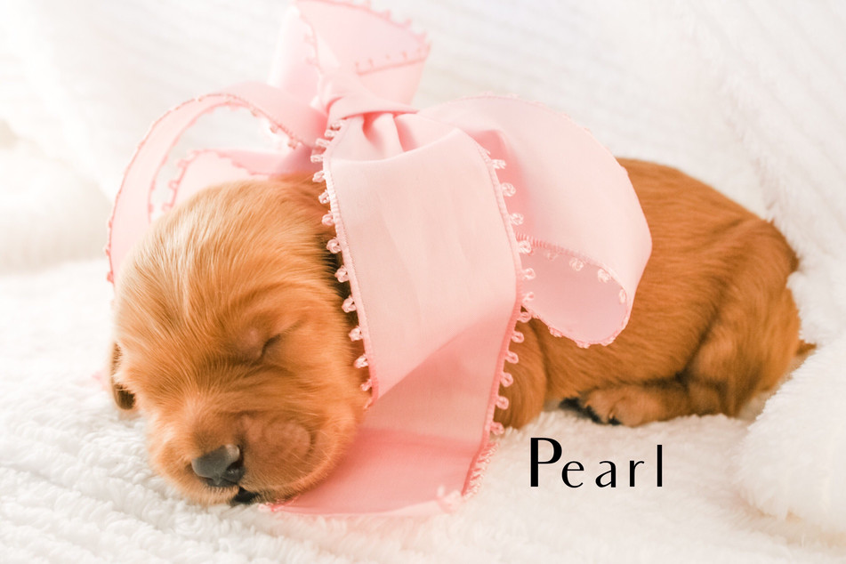 PUPPIES Sycamore Canyon Australian Labradoodles