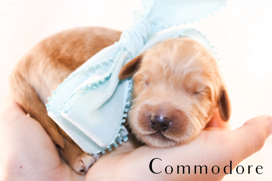 PUPPIES Sycamore Canyon Australian Labradoodles