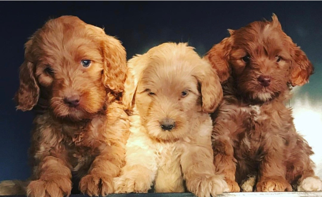 PUPPIES Sycamore Canyon Australian Labradoodles