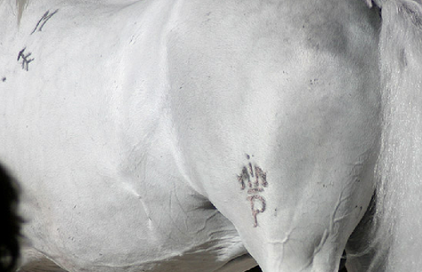 What is Brand Architecture?