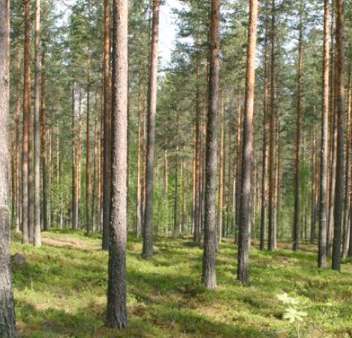 Suunnistuskoulut starttaavat Savonlinnassa