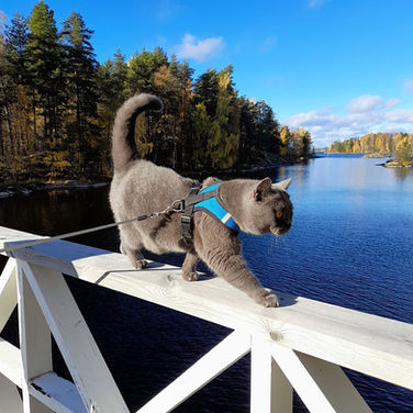 Rauhallinen, ystävällinen, utelias ja leikkisä pallopää - Scottish straight Pele on Kirkkokadun kuningaskissa ja katseenvangitsija