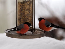 Talviruokinta turvaa monen linnun elämän