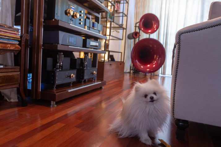 Fluffy white Pomeranian dog sitting near a vintage audio system installation