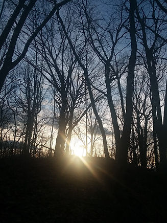 PANT.TREES.jpg