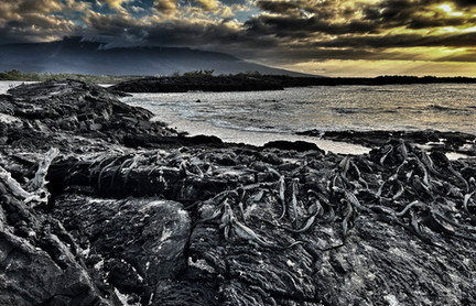 especially the youngest islands, like here Fernandina, provide some otherworldly scenery. 