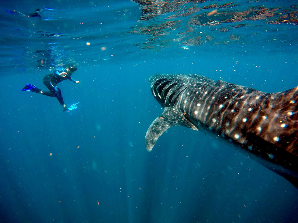 Whaleshark