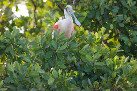 aves sian kaan  - 4.jpg