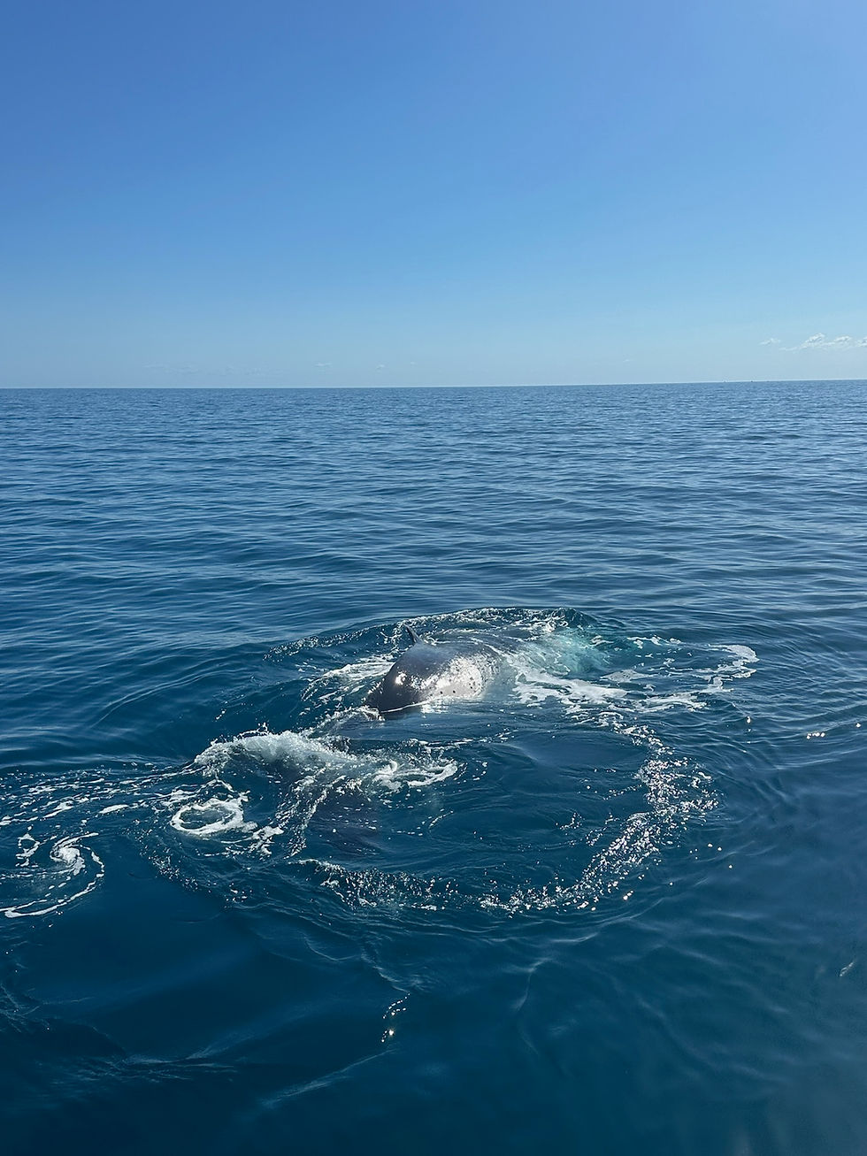 The Day the Whales Changed How I Trust 