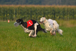lure coursing