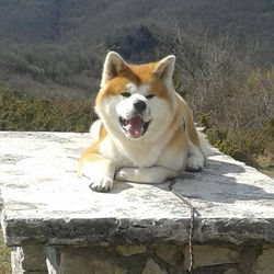 Arianna Sergola - Allevamento Akita