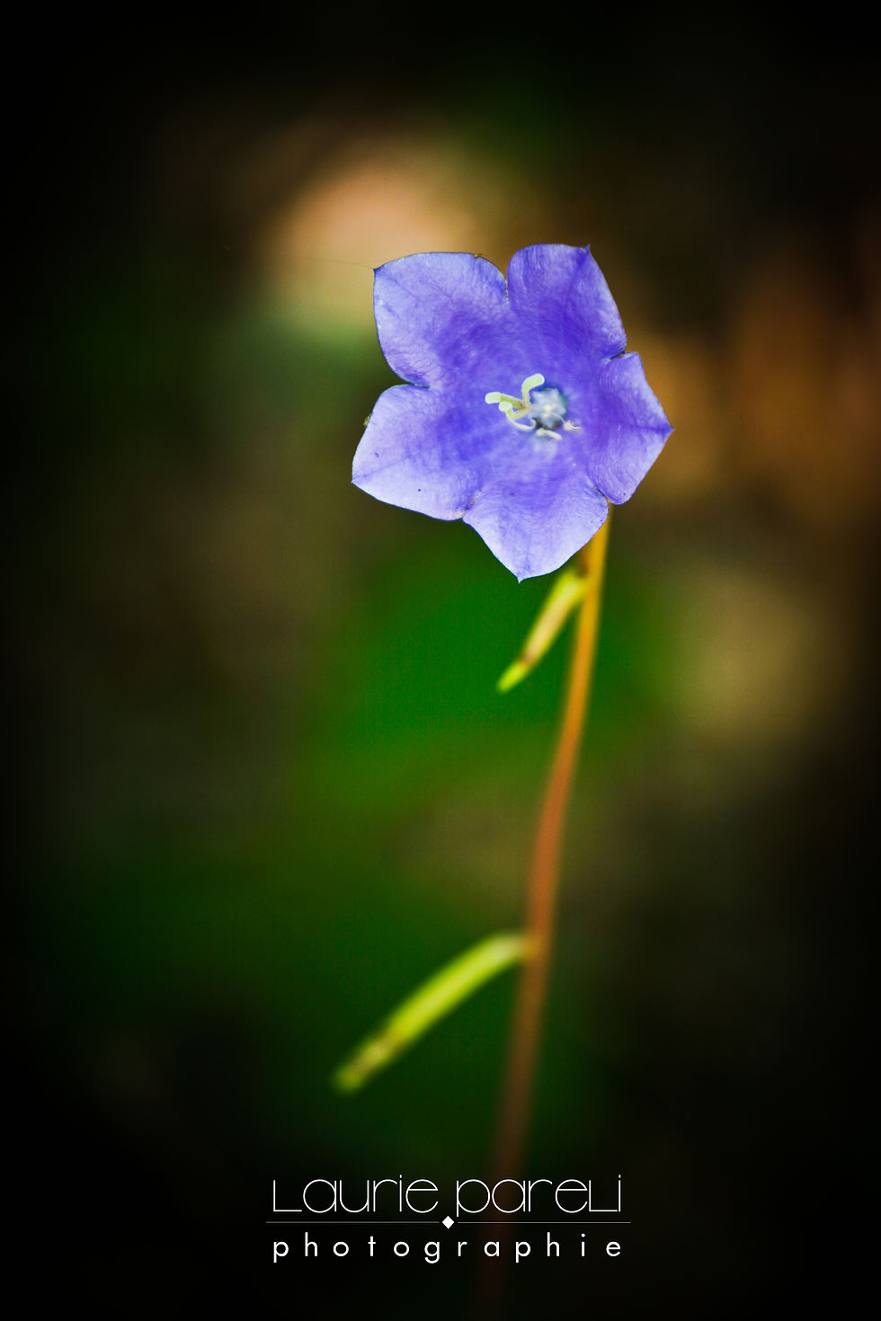 fleur violette.jpg