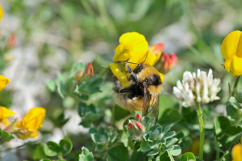Great Yellow Bumblebee - South Uist - Lorne Gill NatureScot.jpg