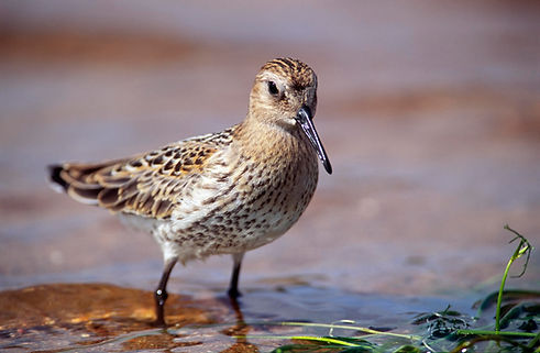 Dunlin-03_jpg_JPEG Image Original Size_m41688.jpg