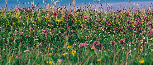 Machair-01_jpg_JPEG Image Original Size_m41832_edited.jpg