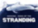 thumbnail_In the Wake of Whales Image.png