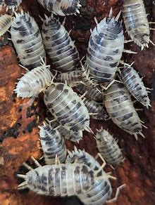 Dairy Cow Isopods (Porcellio laevis)