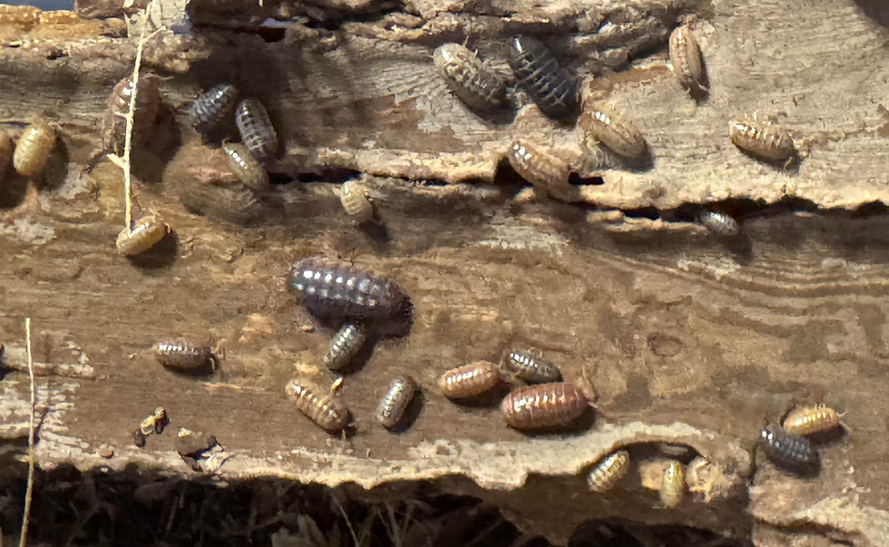 Thumbnail: Punta Cana Isopods (Armadillidium vulgare)