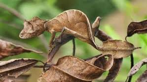 A Camuflagem Animal: Uma Questão de Sobrevivência