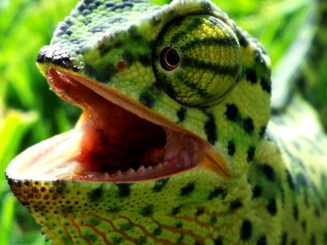 ree