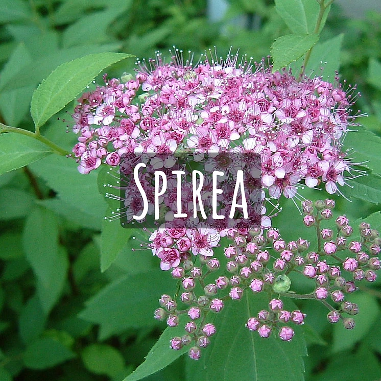 Shrubs O Toole S Garden Centers