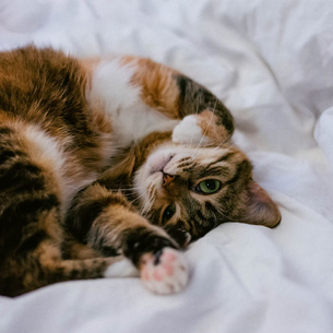 How to Tell If A Cat Likes You