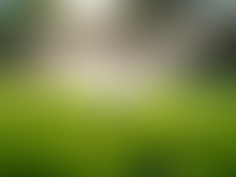 Year-Round Lawn Care Essentials: Keep Your Lawn Lush Every Season