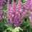 Thumbnail: Astilbe, Visions