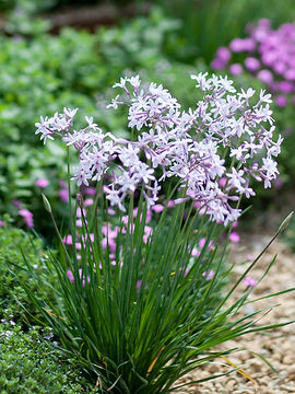 Flowering perennials in gravel garden