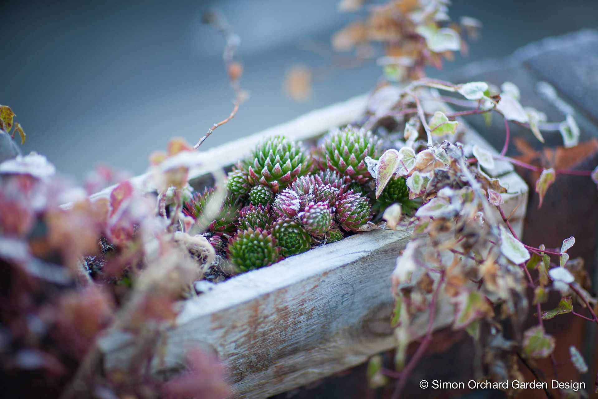Sempervivum