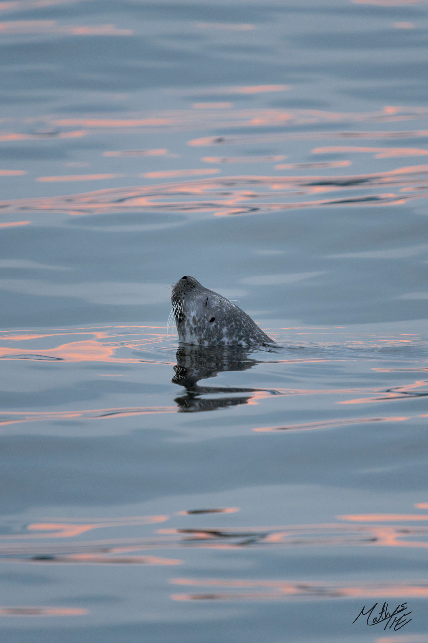 Phoque commun marbré