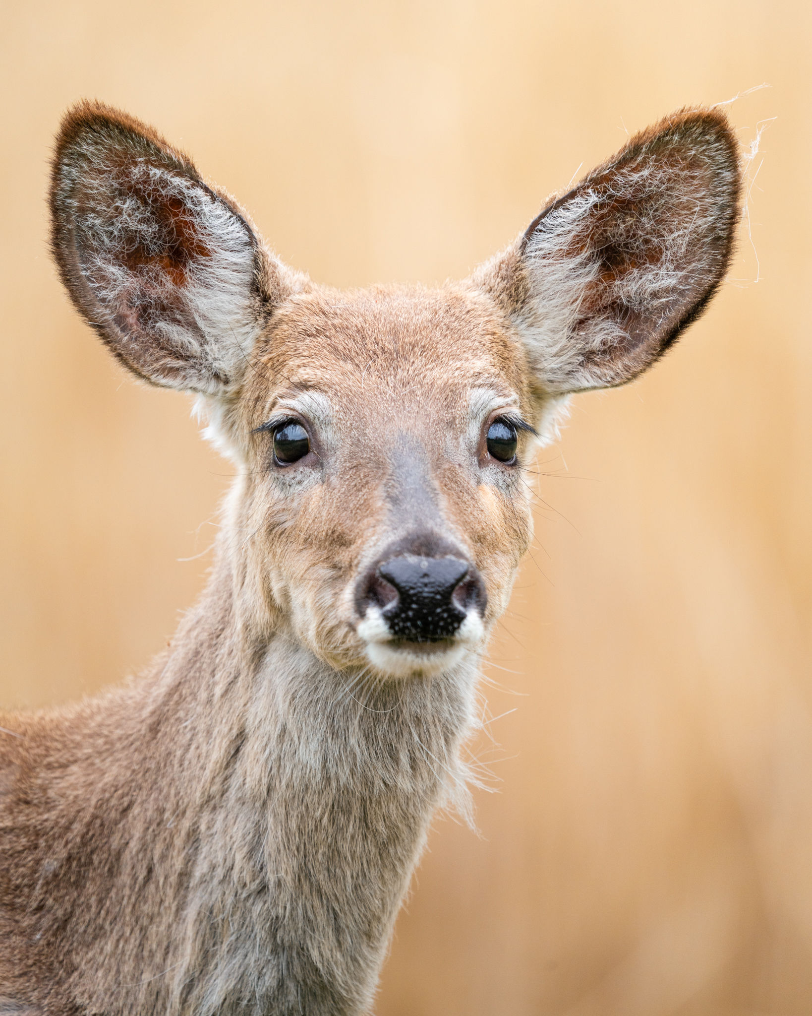 Jeune cerf de virginie