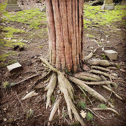 Tree Roots.JPG