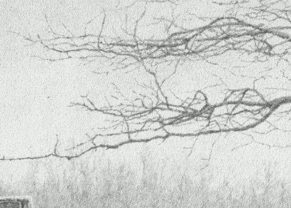 Thumbnail: Alpaca Drawing "Quiet Diligence",