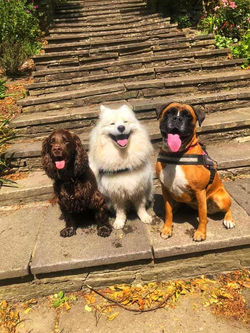 mezzy, millie and ollie on steps.jpg