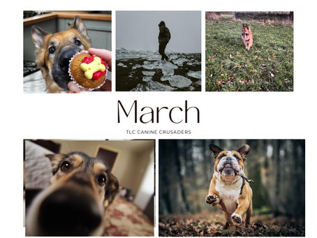 March with TLC Canine Crusaders