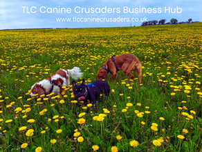 Why “Good Dogs” Still Bite.  Understanding Context, Thresholds & Human Error