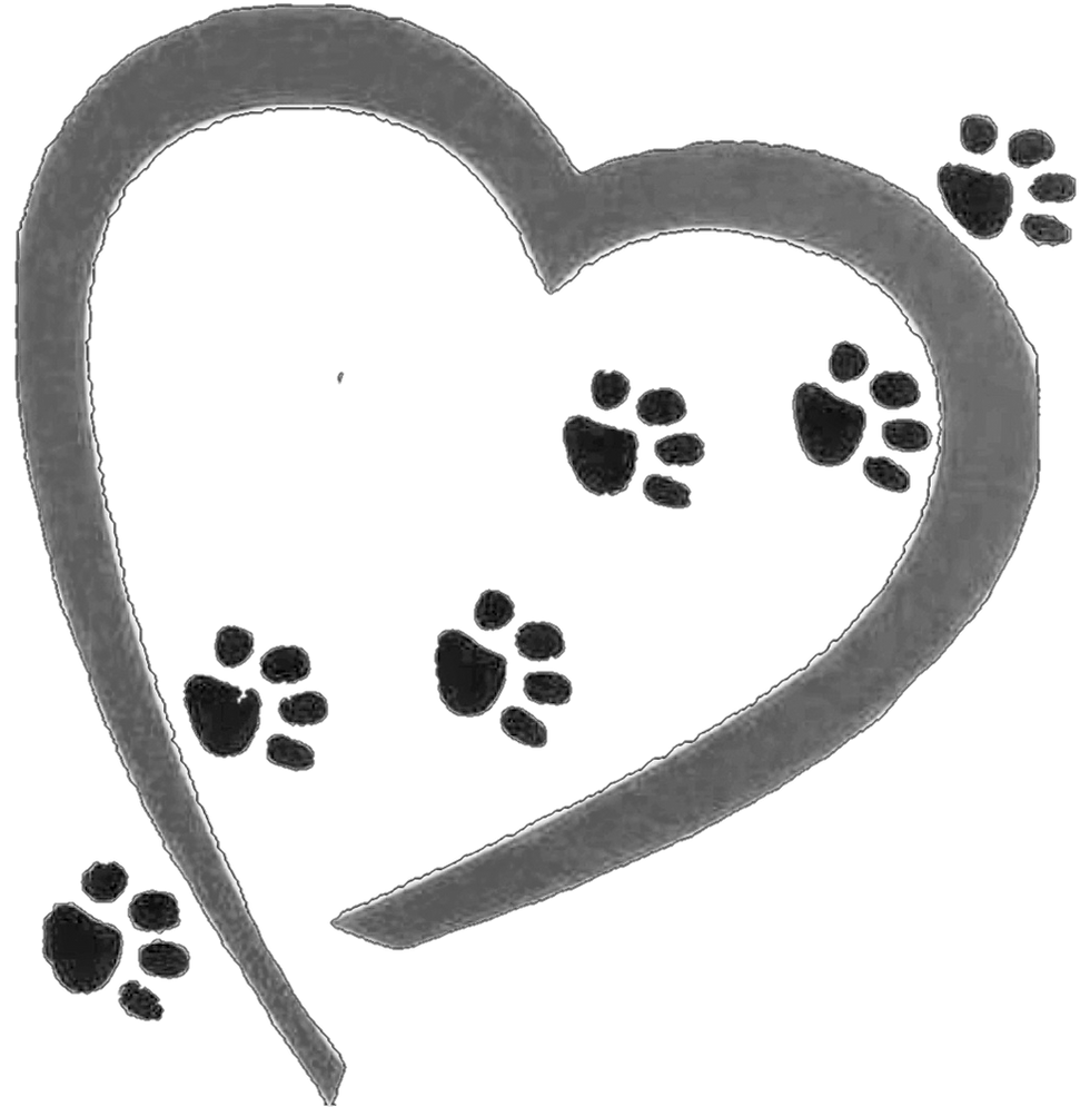 Professional Image & Marketing Tips for Dog Walkers