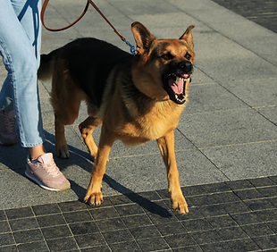 reactive dog walk.png