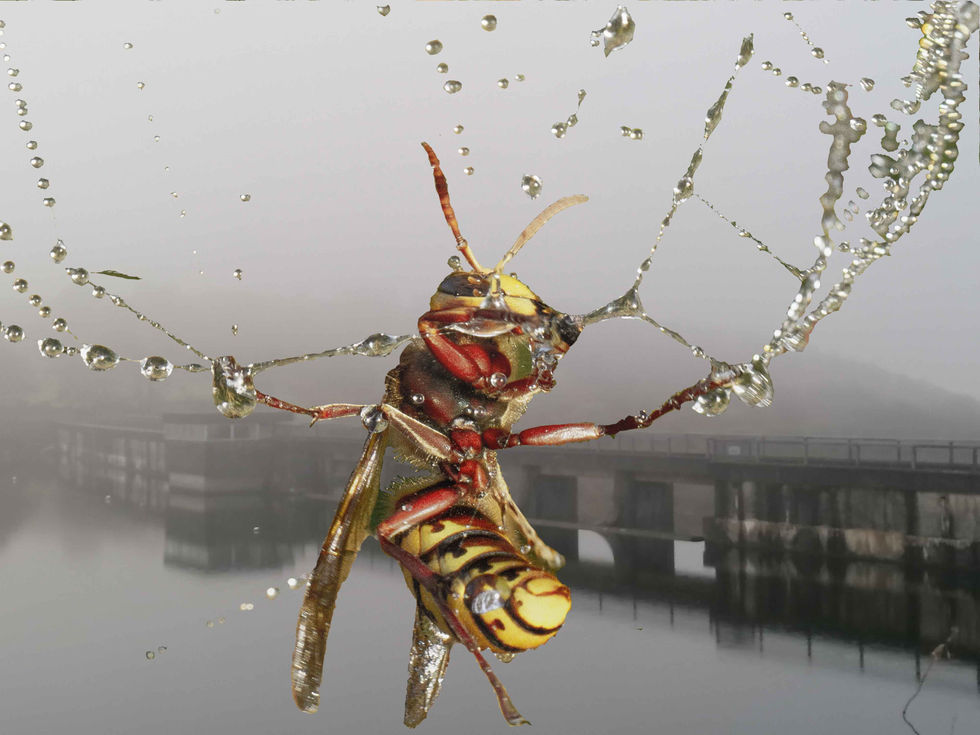 A Hornet caught in a web that could not hold it