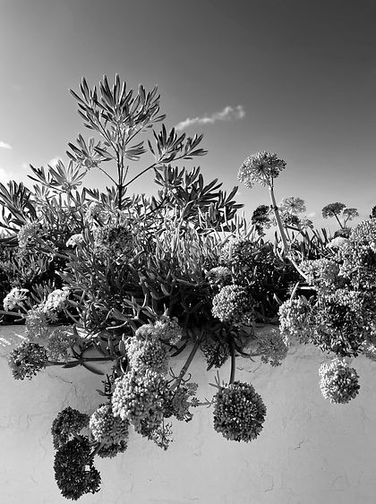 Menorca Sedum.jpeg