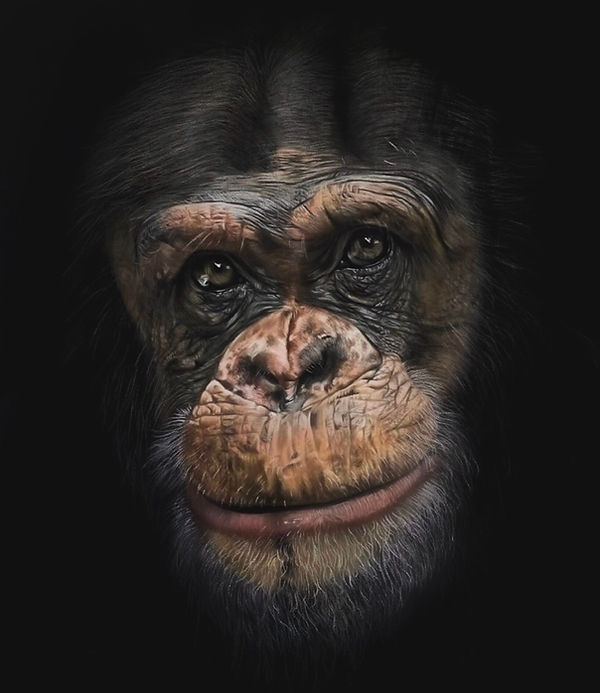 Chimpanzee.jpg
