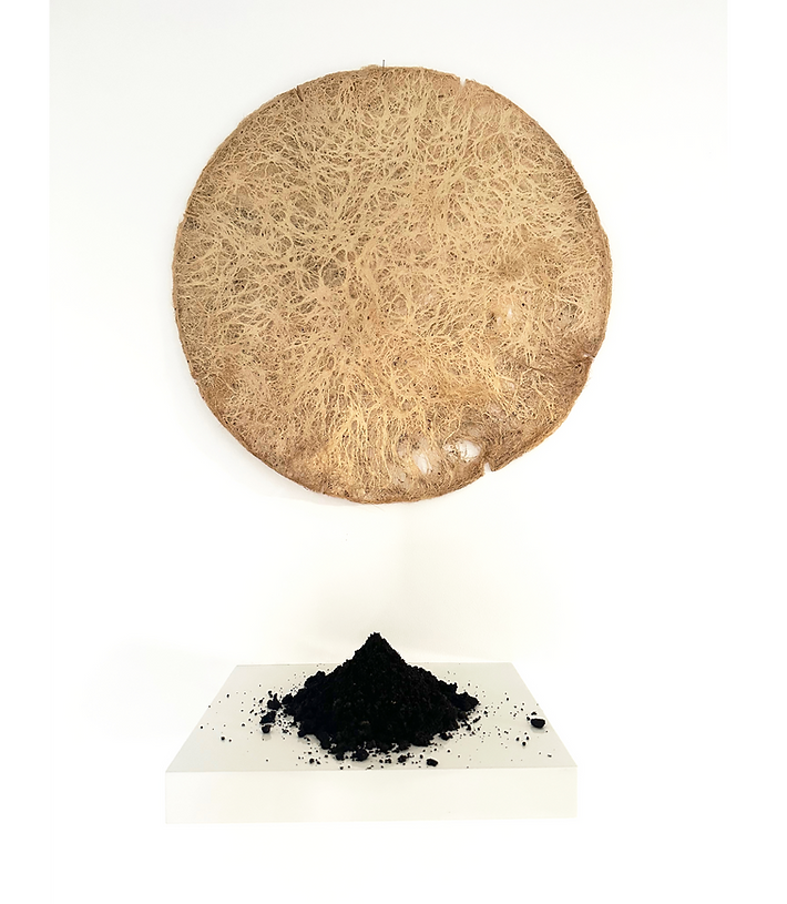 soleil levant 1_edited_edited.png