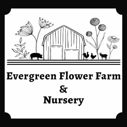 Evergreen Flower Farm