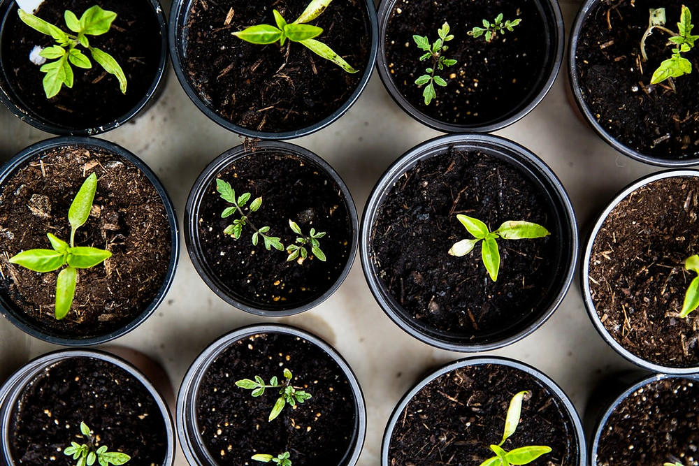 <img src="plants.jpg" alt="pots of plants growing at different rates">