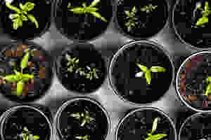 <img src="plants.jpg" alt="pots of plants growing at different rates">