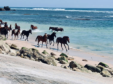 horses at Nihi beach