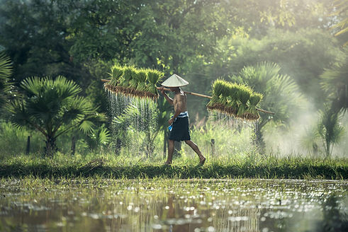 Farmer is walking across lush green Tegalalang rice terraces near Ubud Bali