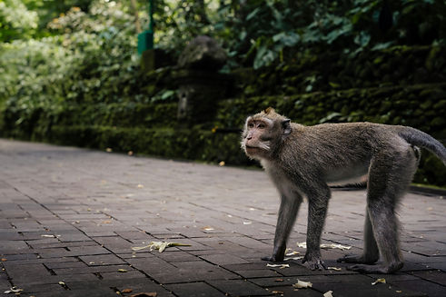 Close-up of macaque in Bali’s Sacred Monkey Forest surrounded by jungle