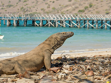Komodo Island